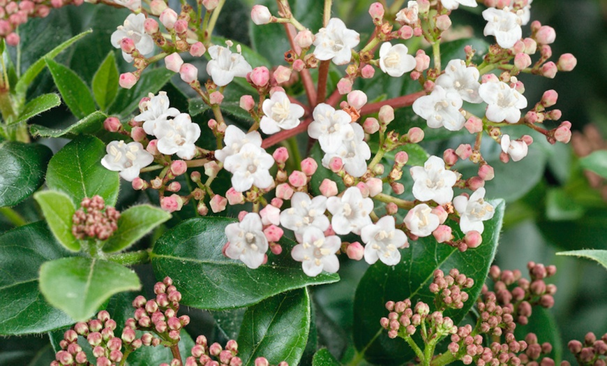 Image 1: 9cm Evergreen Hardy Shrubs