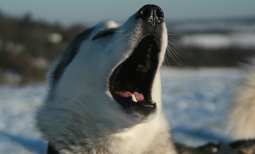 Husky Hike for Two - Eagle Heights | Groupon