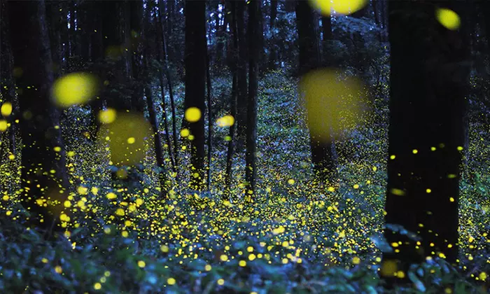 Admission to "Creatures of Light: Nature's Bioluminescence" at Canadian Museum of Nature (Up to 34% Off) - Second Medium
