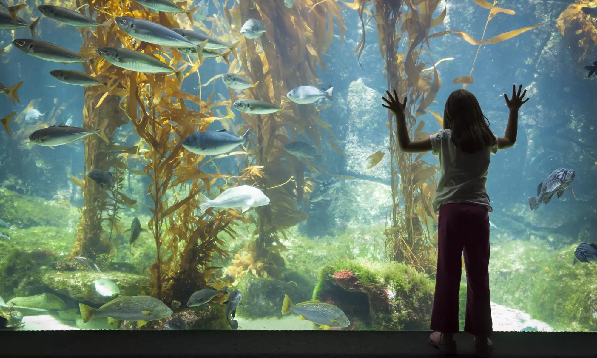 $87 for $159 Worth of Aquarium Service — Jas aquatics  - Primary Image