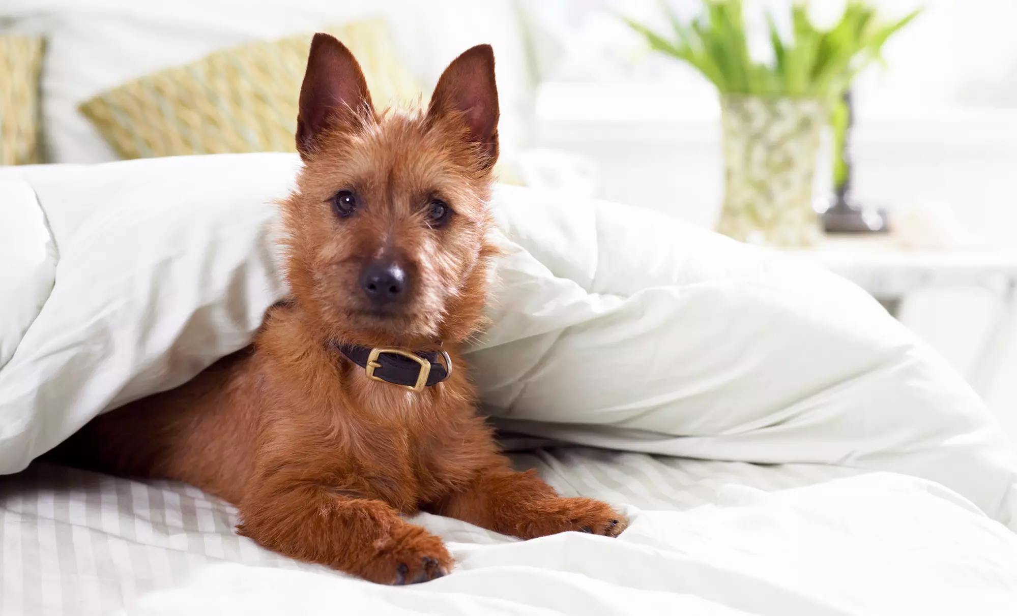 $18 for $50 Worth of Grooming, Boarding, or Wellness Care at Utopia Animal Hospital - Primary Image