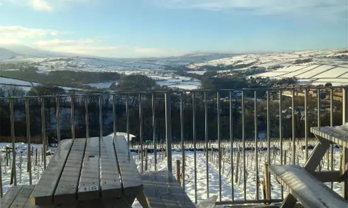 Vineyard Tour with Wine Tasting & Afternoon Tea for up to 4 People