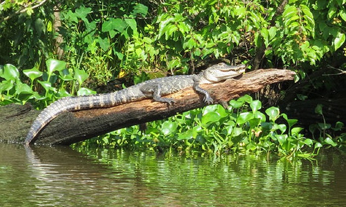 Up to 12% Off Swamp Tours from Ultimate Swamp Adventures