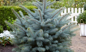 Colorado Spruce - One, Two or Three Potted Plants