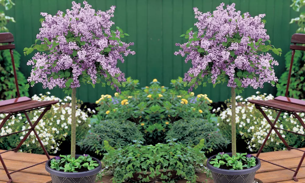 One (£19.99) or Two (£27.99) Dwarf Lilac Trees with Optional Purple Patio Pot With Free Delivery (Up to 42% Off) - Primary Image
