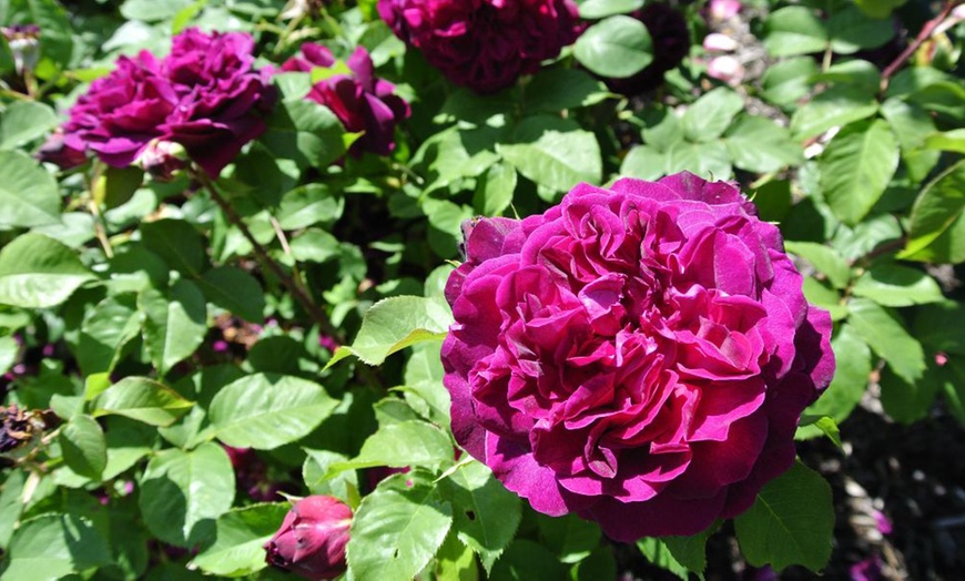 Image 6: Scented Double Hybrid Tea Rose Collection - Up to 5 Plants