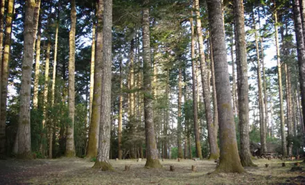 Two or Three Nights on Weekdays or Two Nights of Camping from Thursday–Saturday at Mendocino Campground (Up to 57% Off) - Primary Image