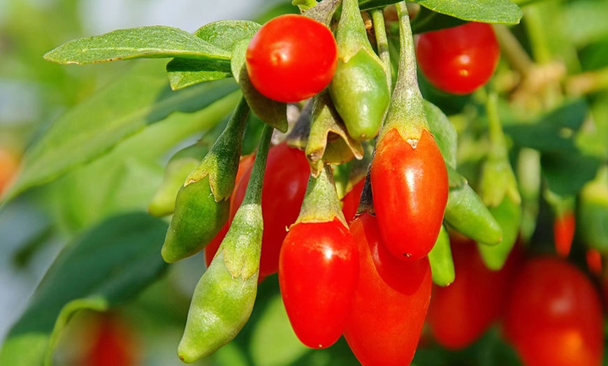 Image 2: Lot de 4 plants de baies de Goji