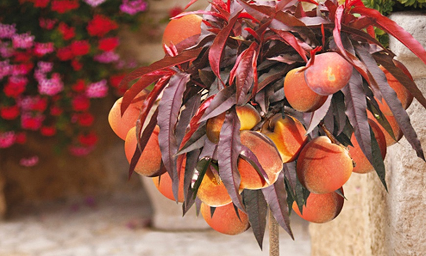 Image 2: Crimson Leaf Patio Peach Tree