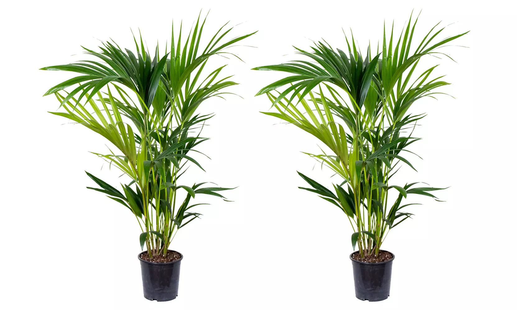 1 ou 2 palmiers Kentia d'intérieur, purificateurs d'air - Primary Image