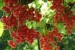 1x, 2x oder 4x schwarze oder rote Johannisbeeren, Himbeeren oder Brombeeren - Second Medium