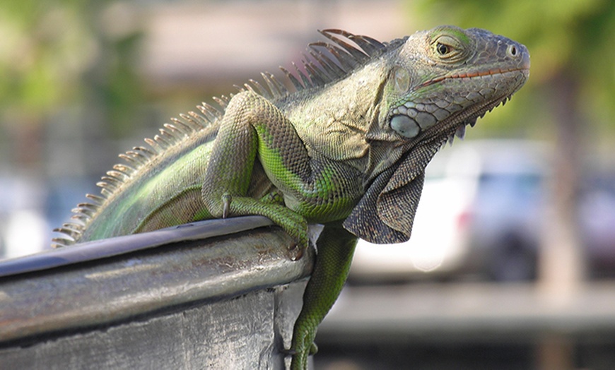 Image 1: Reptile Handling