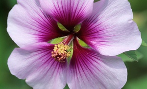 Perennial Lavatera 'Maritima' - 1, 2 or 3 Potted Plants