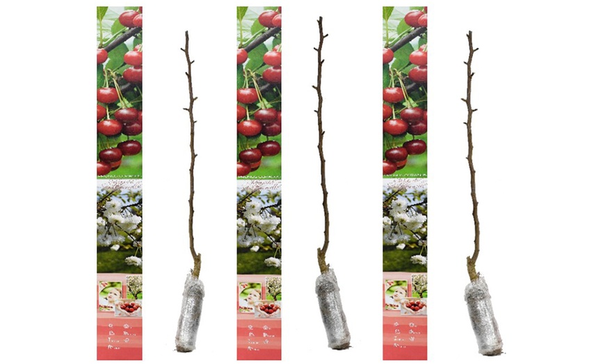 Image 11: Set van 3 fruitbomen