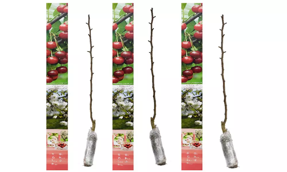 3, 5 o 10 alberi da frutto