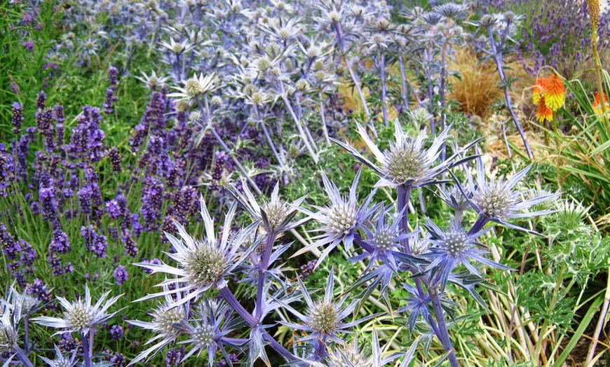 Image 1: Perennial Bare Root Plants