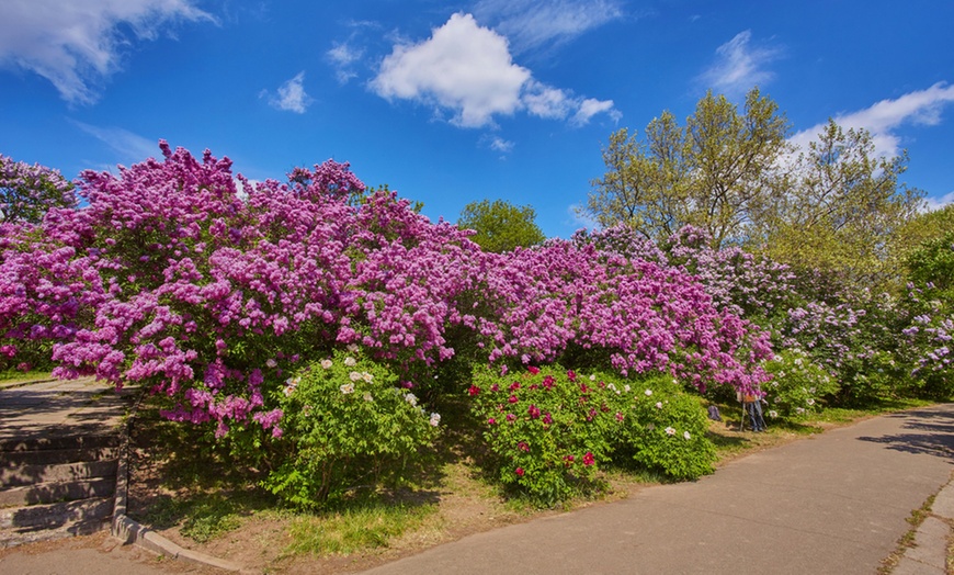 Image 6: Three Syringa Bloomerang Plants