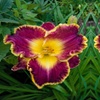 Image 11: Hemerocallis Day Lily Selection