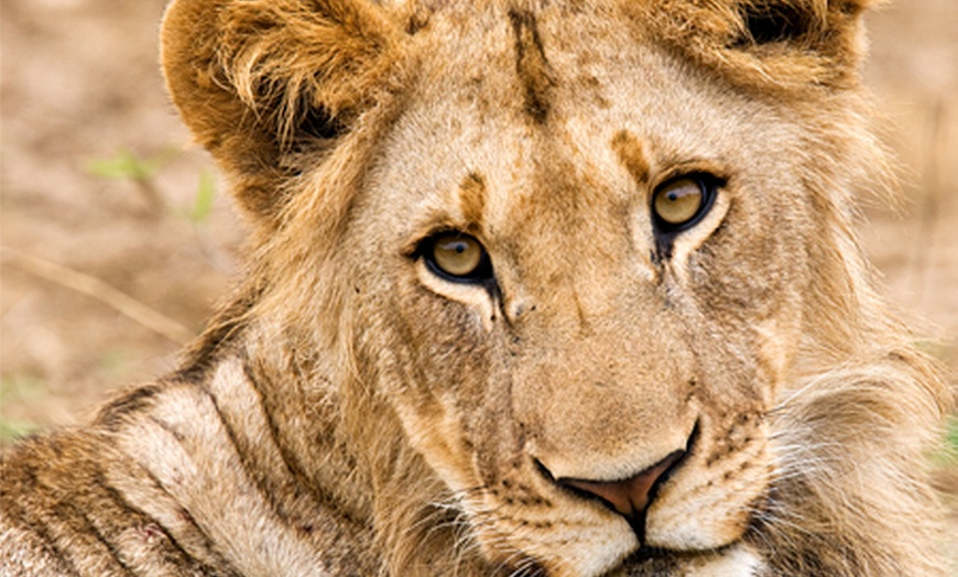 Image 7: Big Cat Experience at Linton Zoo