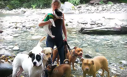 Three or Six Dog Walks from Sticks and Bones (Up to 64% Off)  - Primary Image
