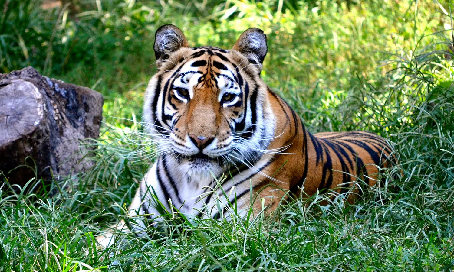 Admission for Two, Four, or Six to Crown Ridge Tiger Sanctuary (Up to 35% Off) - Primary Image