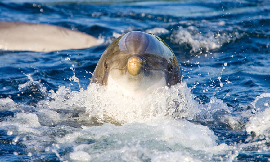 Image 1: Tagesticket Dolfinarium