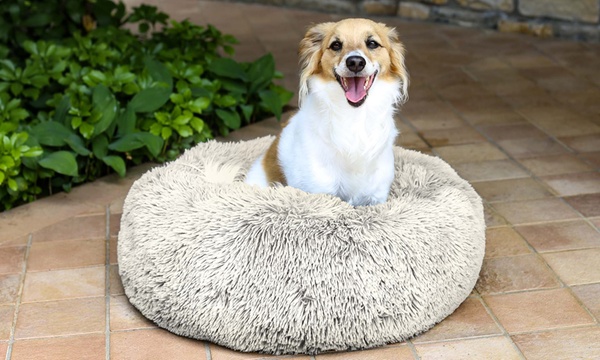 Groupon hotsell pet bed