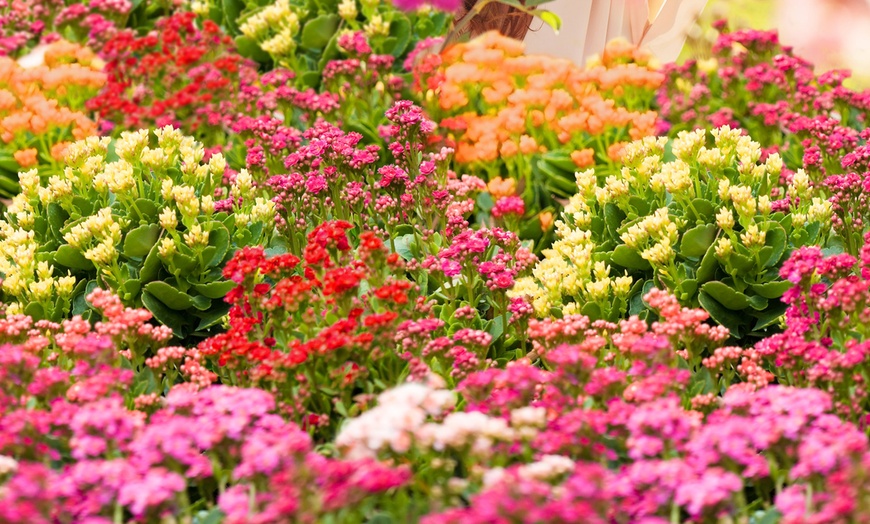 Image 3: Kalanchoë Garden Plants