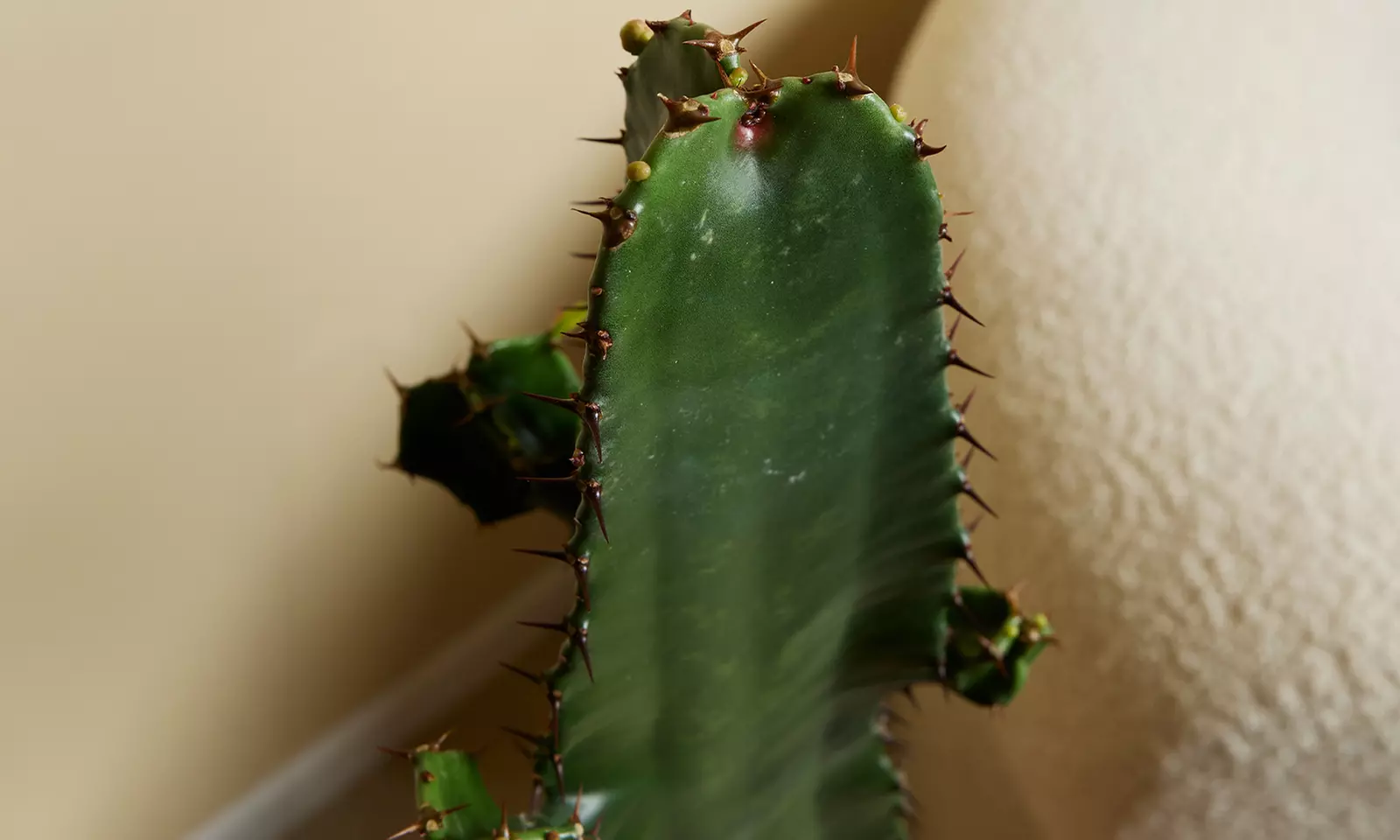 Cactus de interior "Euphorbia Acruensis" con maceta incluida