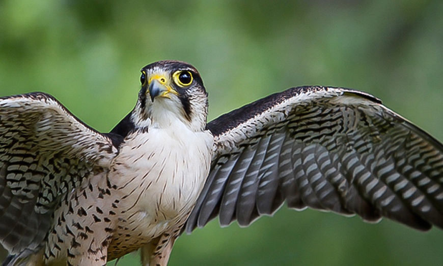 Image 3: Birds of Prey Centre Entry for Child £5.99, Adult £9.25