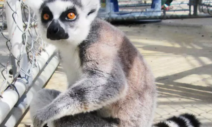 Monkey-Feeding Experience for Two or Four at Suncoast Primate Sanctuary (Up to 56% Off) - Second Medium