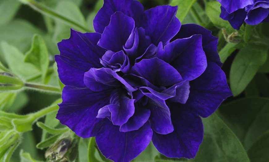 Image 2: Scented Petunia Frills and Spills, 5, 10 or 20 Plants