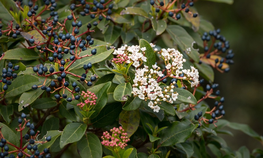 Image 1: Up to Five Viburnum Tinus Gwenllian Plants