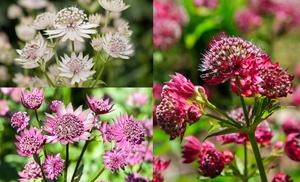 Three, Six or Nine Astrantia Shade-Loving Collection Plants