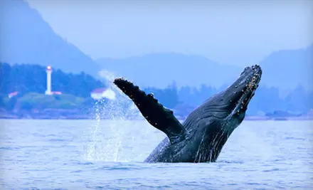 Bear- or Whale-Watching or Hot-Springs Adventure for Two at Jamie's Whaling Station & Adventure Centres (Half Off) - Primary Image