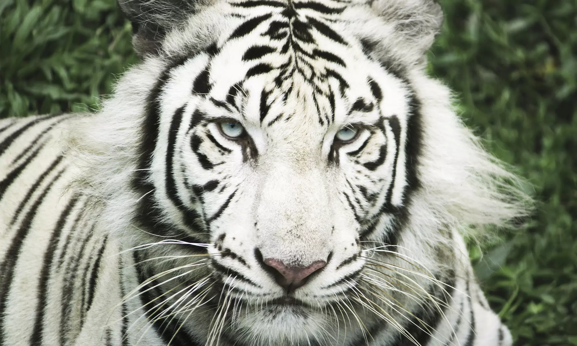 Admission for One, Two, or Four to St. Augustine Wild Reserve (Up to 43% Off) - Primary Image