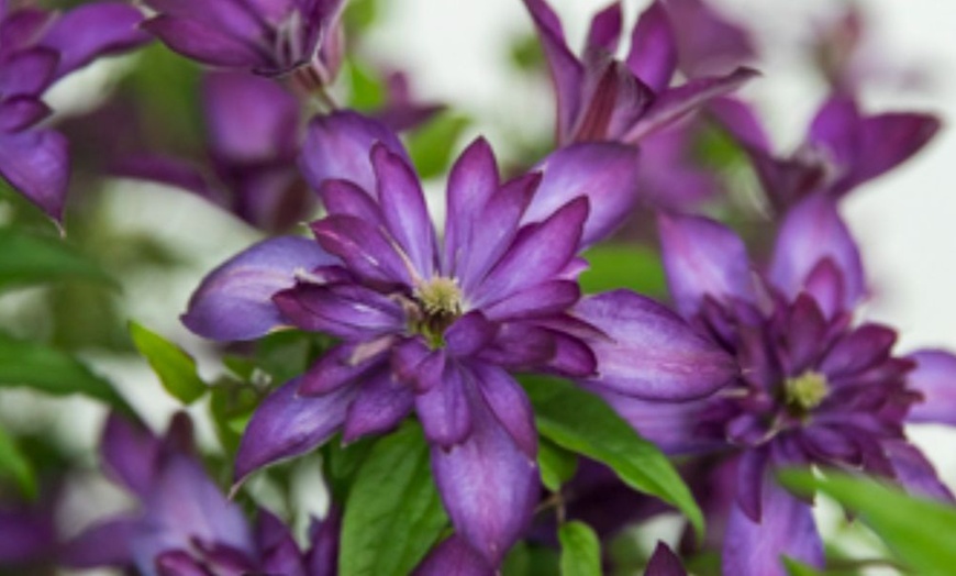 Image 2:  Clematis All Seasons Collection 7cm potted Plants