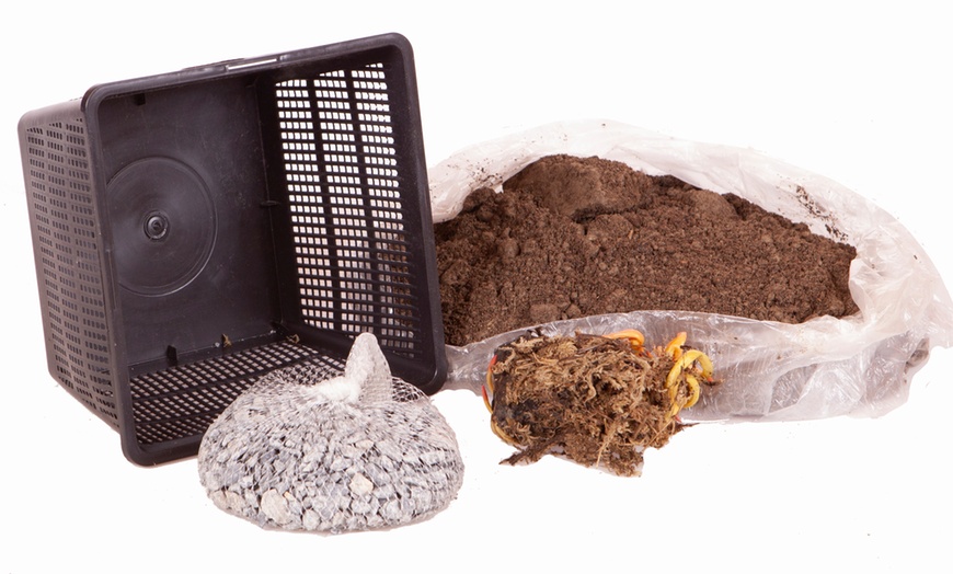 Image 3: YouGarden Water Lily Planting Kit