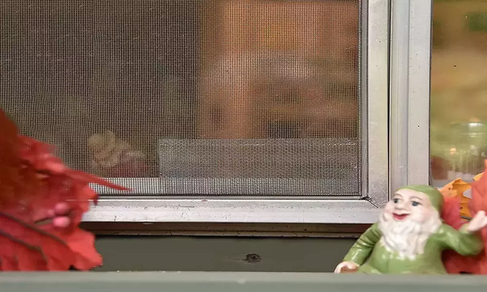 2 o 4 rotoli di nastro per la riparazione della zanzariera