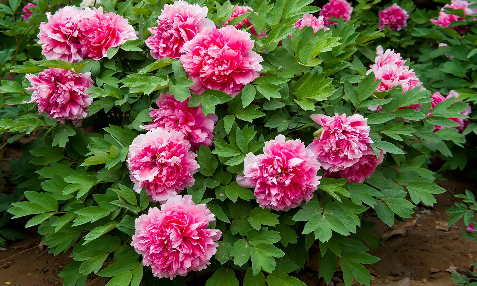 Giant Pink Peony Tree Flower Bulbs (1, 2, 4-Pack With Bulb Planter) - Primary Image