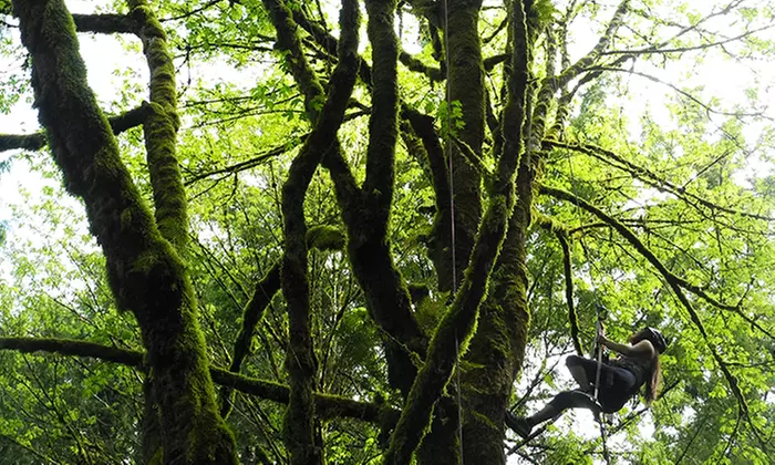 Bainbridge Island Tree-Climbing Adventure with Transportation for One or Two from AdventureTerra (Up to 53% Off) - Primary Image