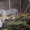 Image 1: National Tiger Sanctuary: Big Cat Encounters & Educational Tours