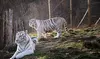 Encounter Majestic Big Cats Up Close at National Tiger Sanctuary: Educational Tours & Animal Feedings