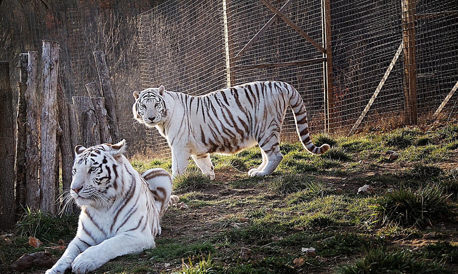 National Tiger Sanctuary: Big Cat Encounters & Educational Tours