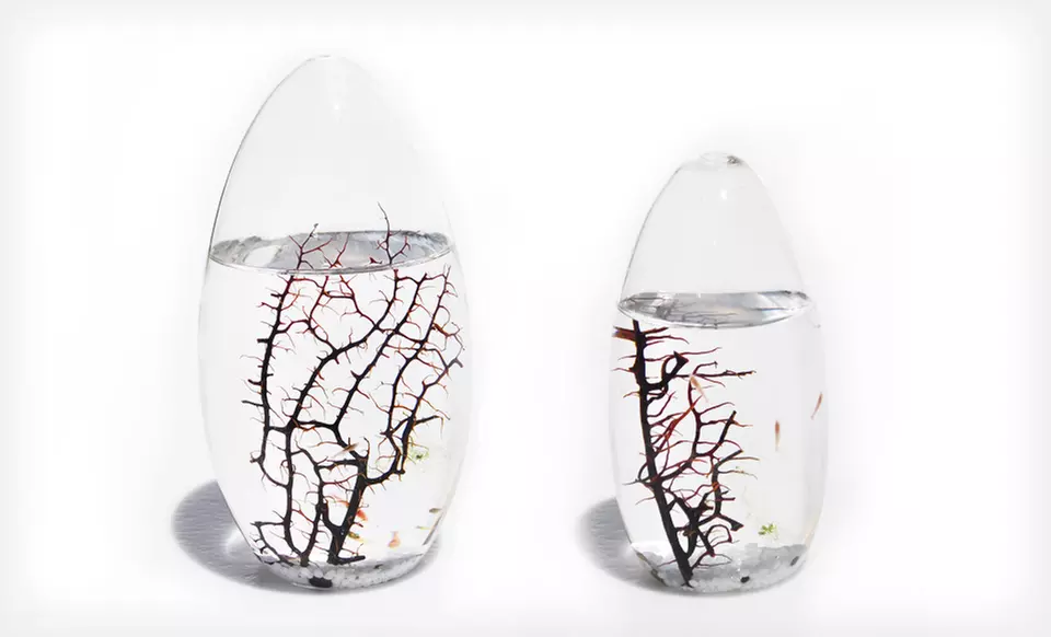 Small- or Large-Pod EcoSphere Closed Aquatic Ecosystem (Up to 48% Off). Free Shipping and Free Returns. - Primary Image