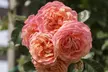 Upto 6 Scented Climbing Rose Collection - Image 7