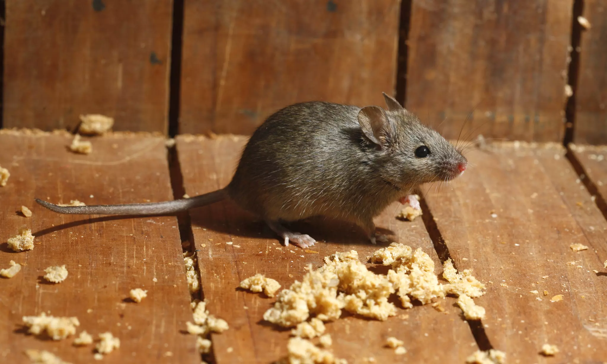 $165 for a Rodent-Trapping Program and Entry-Point Inspection from Stinger Pest Solutions ($350 Value) - Primary Image