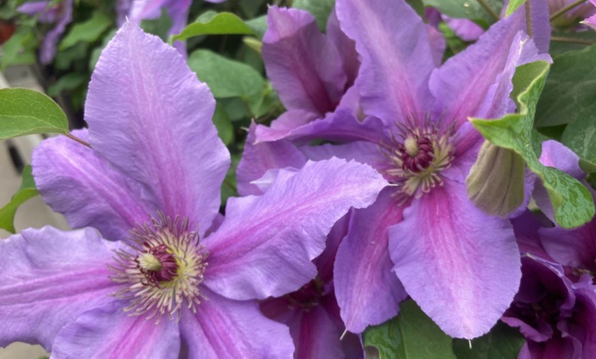 Image 5: Clematis ‘Tumaini’ - Buy 1 or 2 Potted Plants