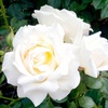 Image 3: Three-Pack of Bareroot Roses 