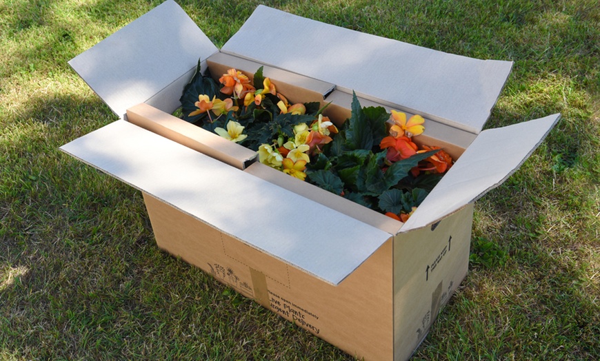 Image 4: One or Two Tutti Frutti Pre-Planted Hanging Baskets
